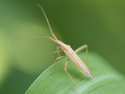 Stenodema laevigata