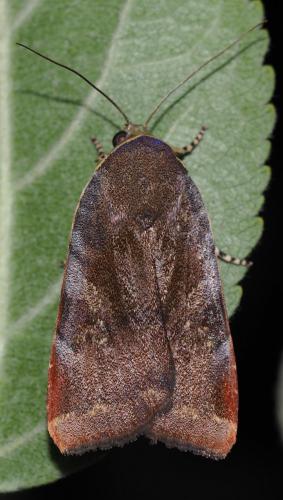Noctua sp.