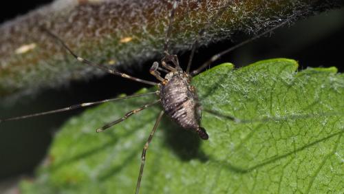 Réf. 147 292 : Dicranopalpus ramosus