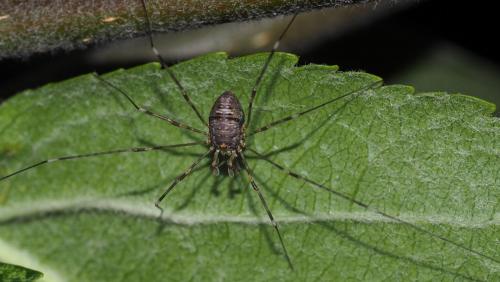 Réf. 147 291 : Dicranopalpus ramosus