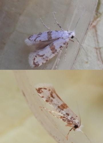 Scythropia crataegella