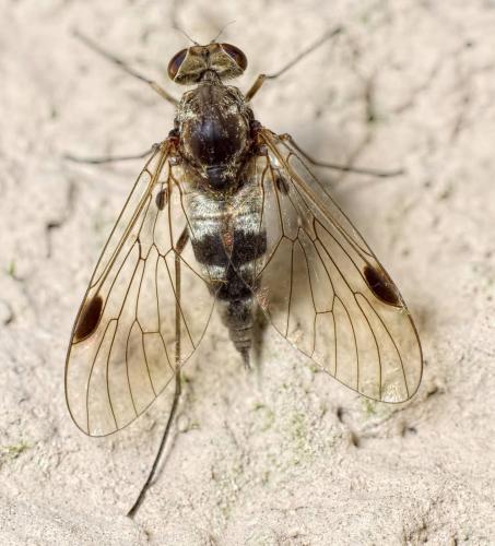 Réf. 147 492 : Chrysopilus erythrophthalmus
