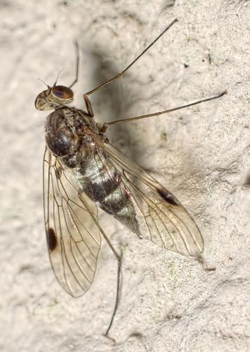 Réf. 147 493 : Chrysopilus erythrophthalmus