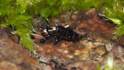 Tomocerus vulgaris