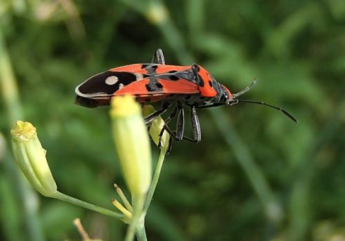 Lygaeus sp.