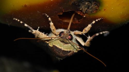Noctua sp.