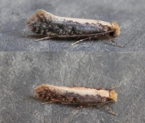 Réf. 147 687 : Monopis crocicapitella