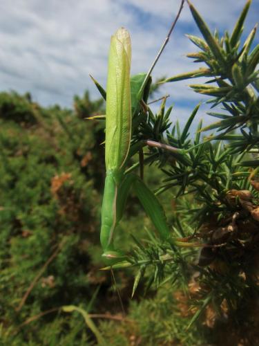 Mantis religiosa