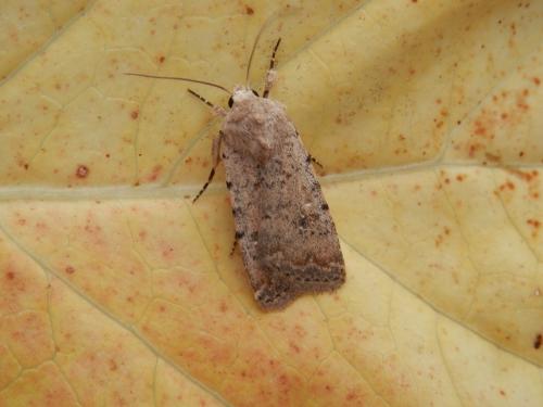 Réf. 147 741 : Caradrina clavipalpis