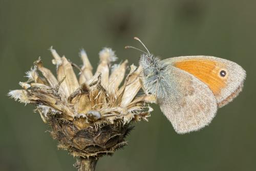 Réf. 147 933 : Coenonympha pamphilus