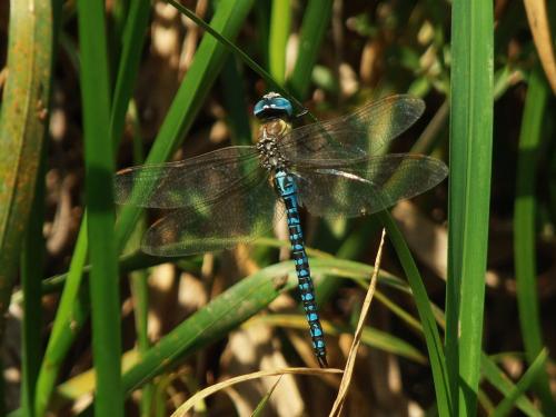 Aeshna affinis