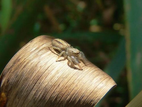 Marpissa radiata