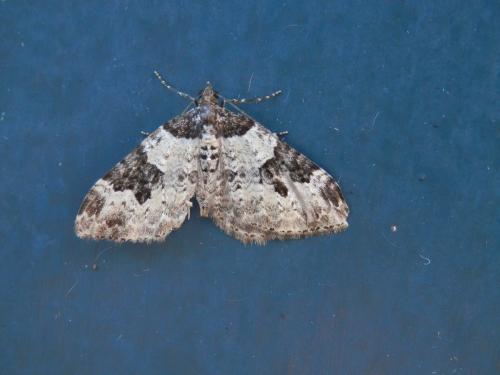 Xanthorhoe fluctuata