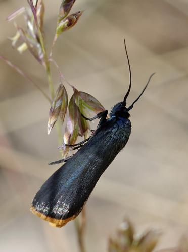 Catastia marginea