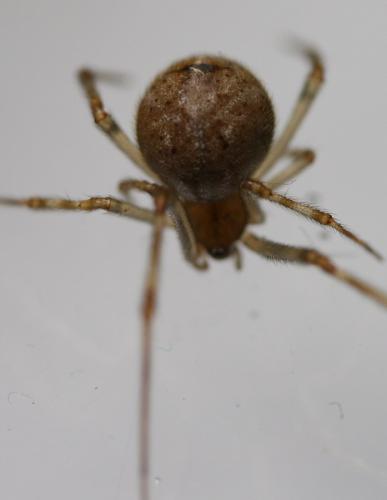 Réf. 147 190 : Parasteatoda tepidariorum