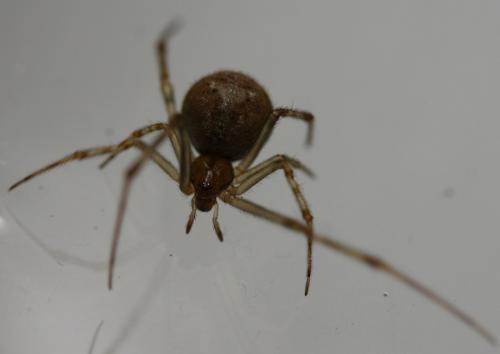 Réf. 147 146 : Parasteatoda tepidariorum