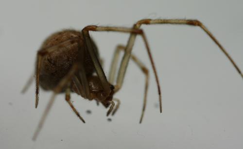 Réf. 147 147 : Parasteatoda tepidariorum