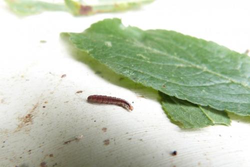 Paraswammerdamia sp.