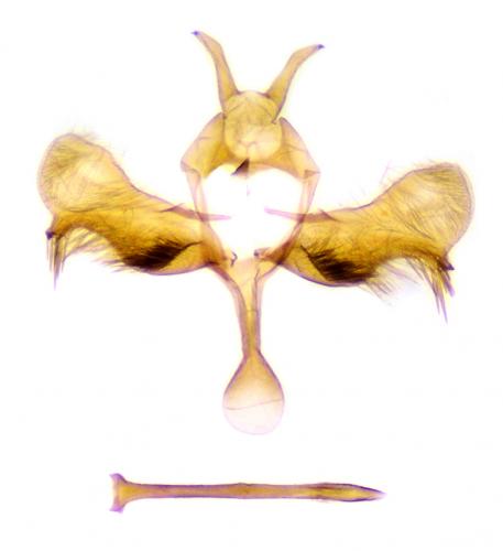 Paraswammerdamia nebulella