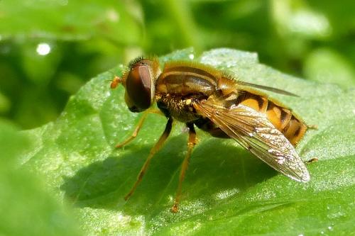 Réf. 147 875 : Parhelophilus versicolor