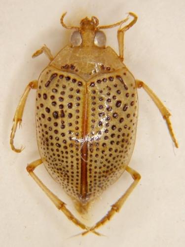 Peltodytes rotundatus