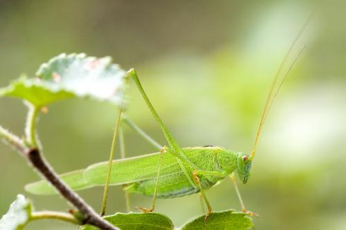 Réf. 147 411 : Phaneroptera falcata