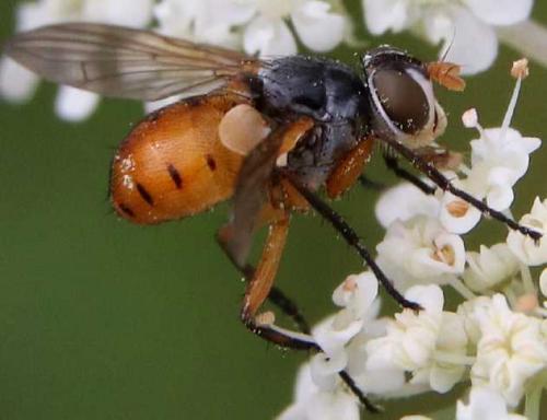 Subclytia rotundiventris