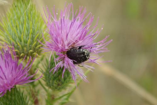 Oxythyrea funesta