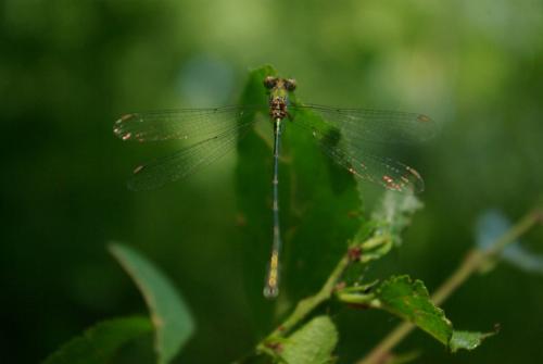 Chalcolestes viridis