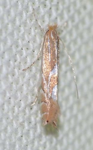 Réf. 147 457 : Phyllonorycter endryella