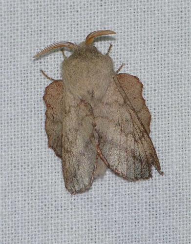 Phyllodesma suberifolia