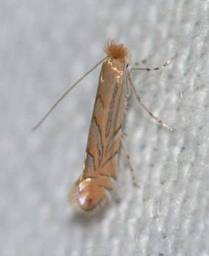 Phyllonorycter messaniella