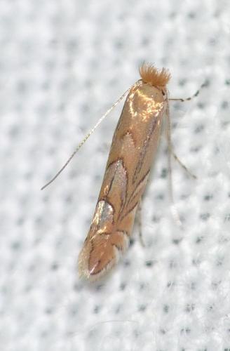 Phyllonorycter messaniella