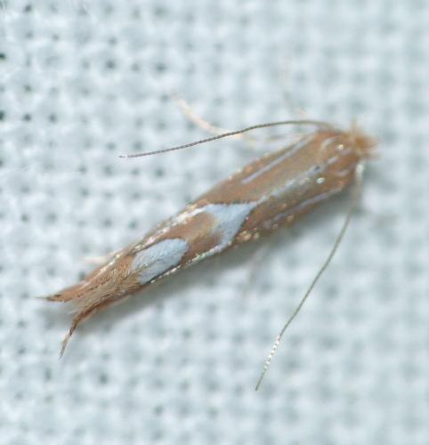 Réf. 147 458 : Phyllonorycter endryella