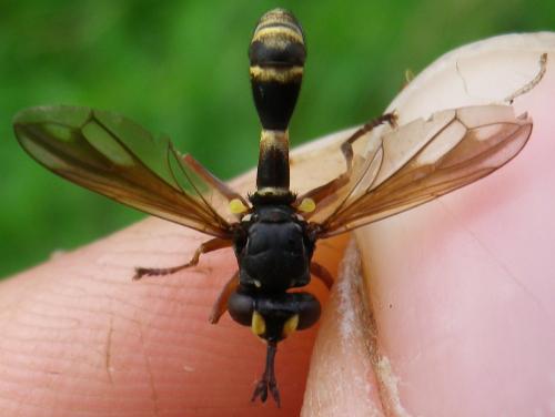 Réf. 147 627 : Physocephala rufipes