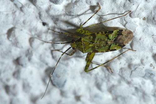 Réf. 147 771 : Phytocoris tiliae