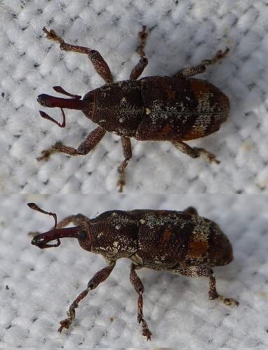 Réf. 147 471 : Pissodes castaneus