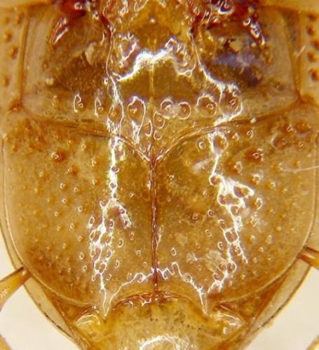 Peltodytes rotundatus