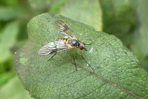 Atrichops crassipes
