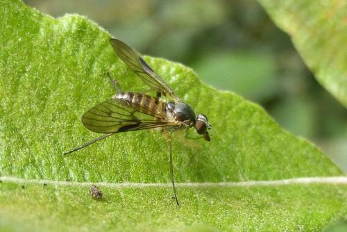 Atrichops crassipes