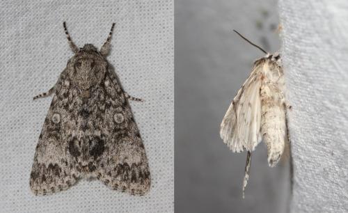 Réf. 147 436 : Subacronicta megacephala