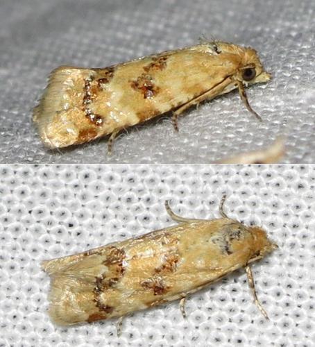 Réf. 147 679 : Aethes williana