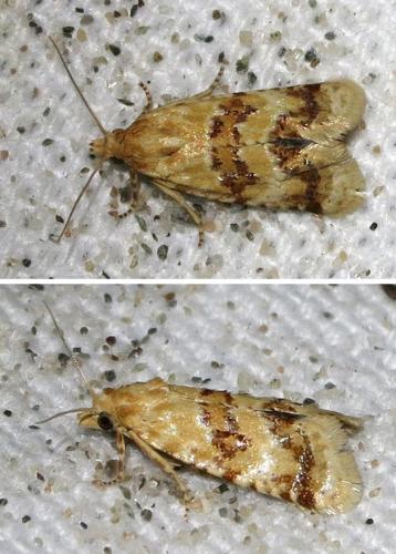 Réf. 147 589 : Aethes williana