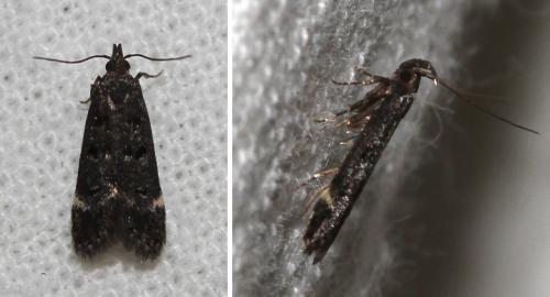 Dichomeris alacella