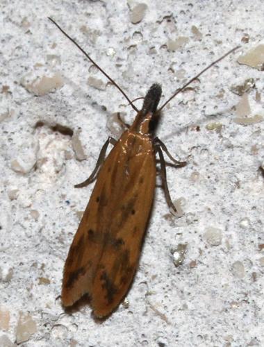Réf. 147 438 : Dichomeris acuminata