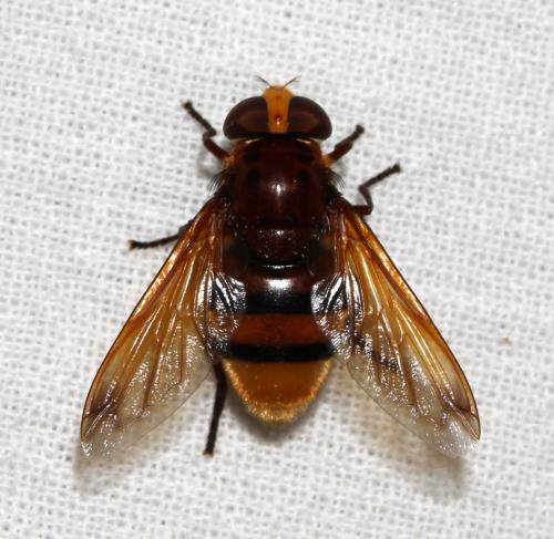 Volucella zonaria