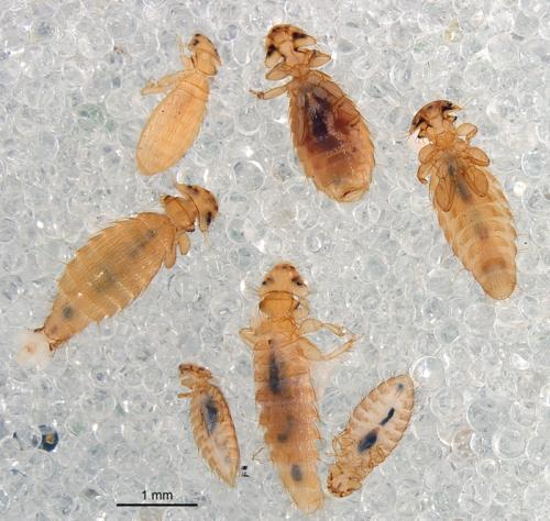 Eomenacanthus stramineus