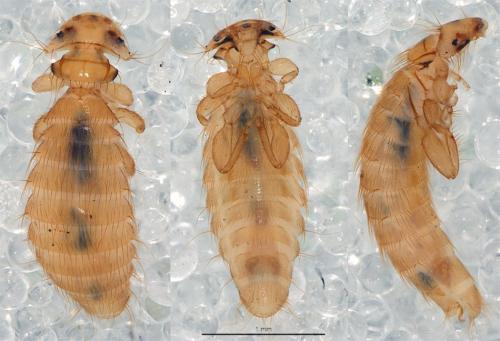 Eomenacanthus stramineus
