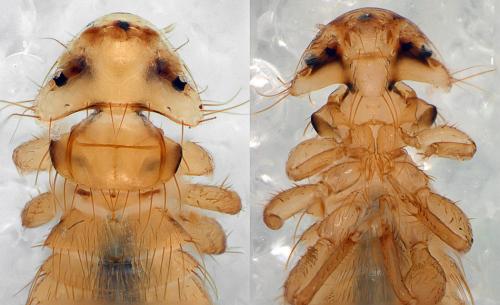 Eomenacanthus stramineus