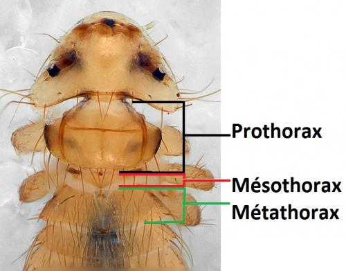Eomenacanthus stramineus